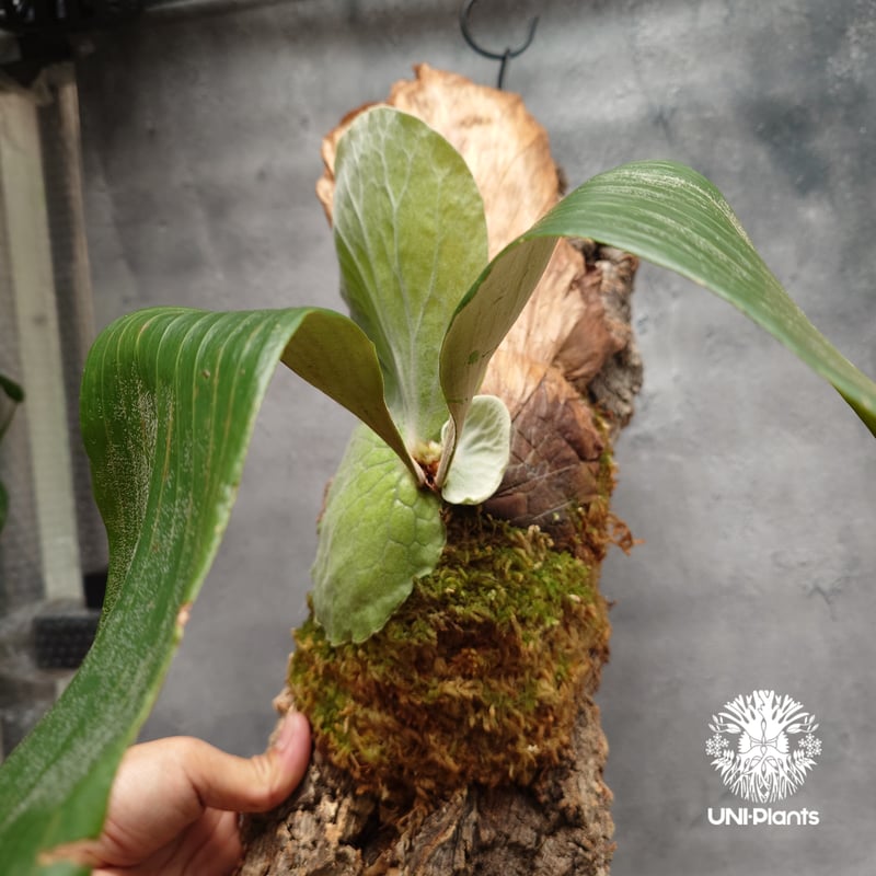 Platycerium elemaria (P.elephantotis x P.andinu