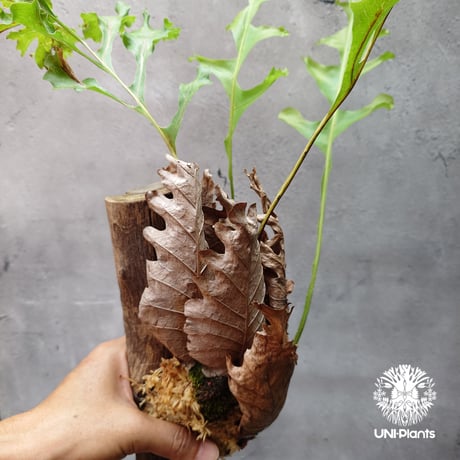 Drynaria bonii ドリナリア ボニー 流木仕立て 観葉植物 珍奇植物 着生植物 インテリア植物 珍しい シダ植物