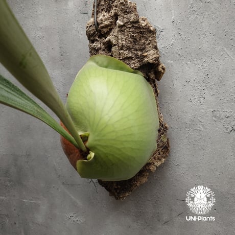 Platycerium small farn ビカクシダ スモールファーン ×エリシー シダ植物 ビカクシダコルク付け 着生植物