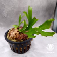 【タイ直輸入・現地選抜】ビカクシダ ローズ｜希少種｜Platycerium  'Rose ( selection from 'P.kitshakood )