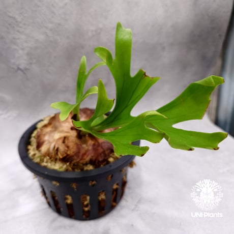 ビカクシダ Sval 子株 13 Select!! | artPLANTs （アートプランツ）