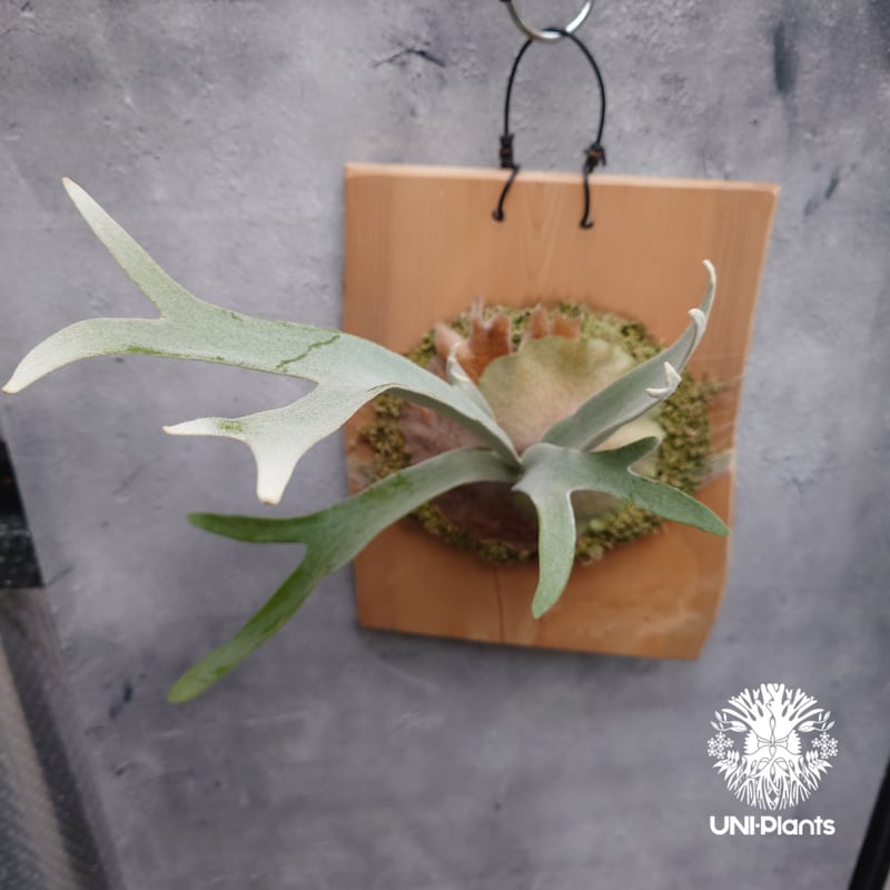 Patycerium veitchii wild ビカクシダ ベイチー ワイルド コウモリラン