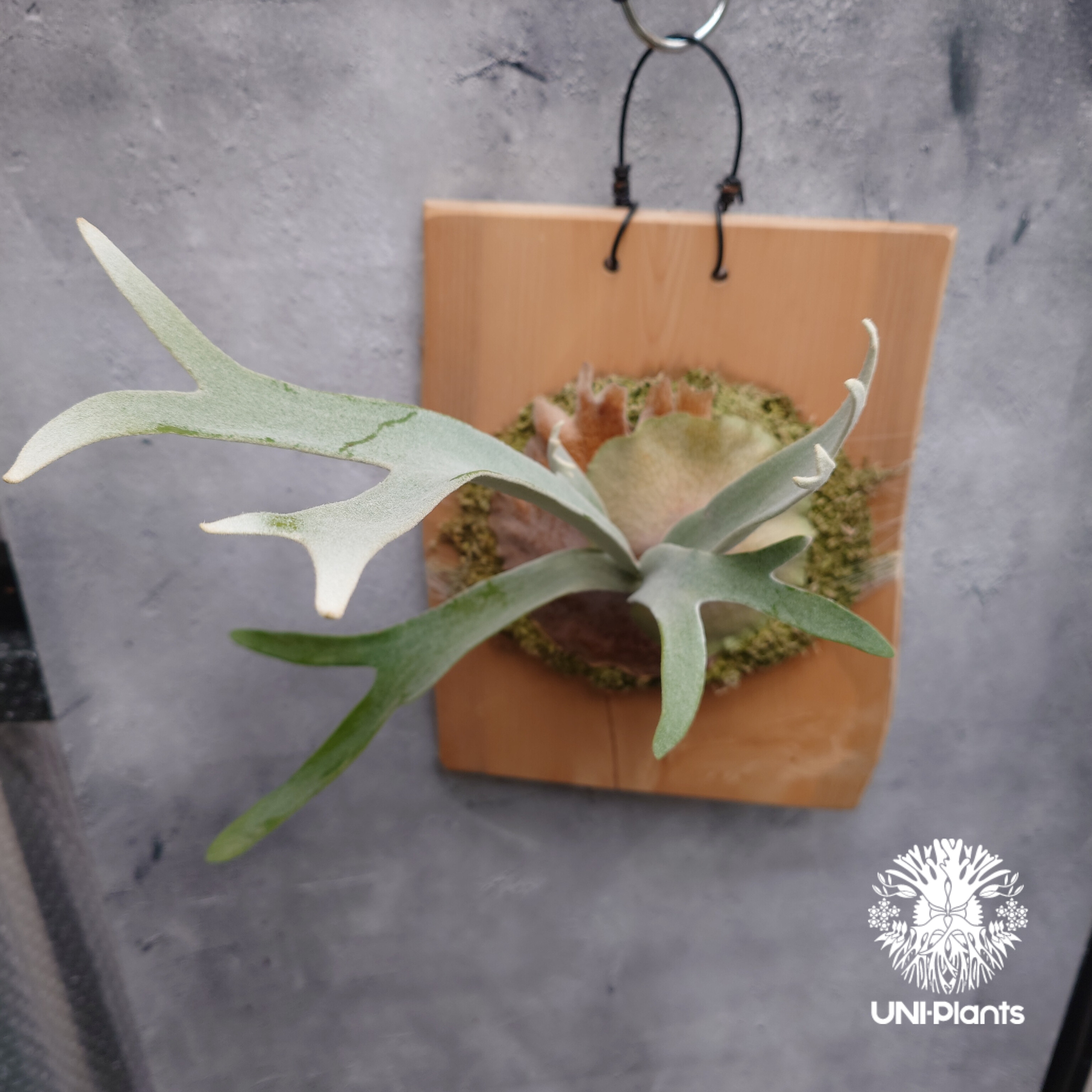 Patycerium veitchii wild ビカクシダ ベイチー ワイルド コウモリラン