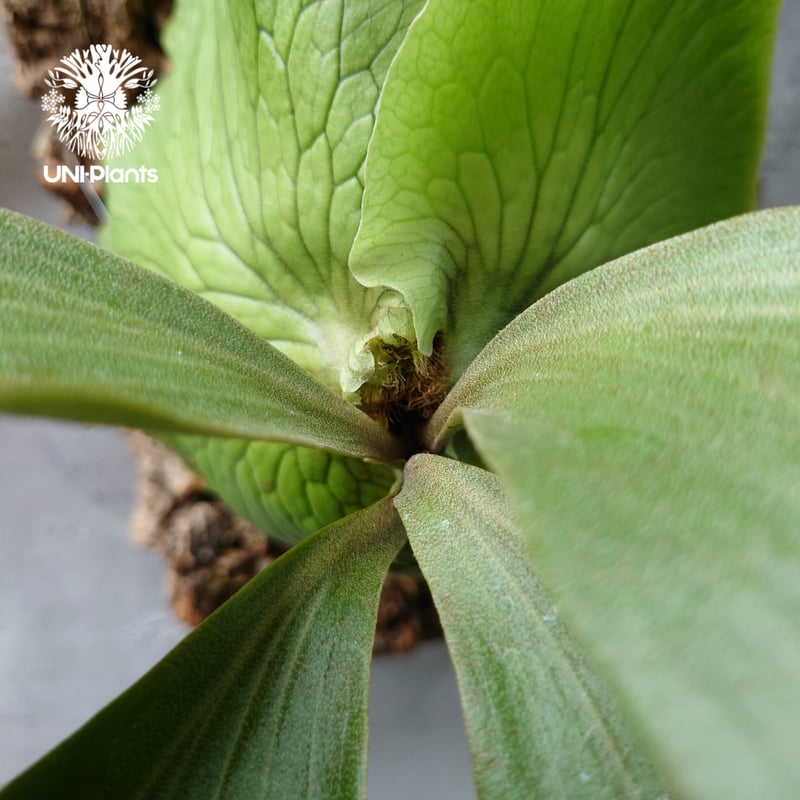 P.elephantotis × P.alcicorne var.Africa ビカクシダ エ