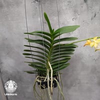 Aeridovanda Kasorn's Orchid Tactic 着生蘭 着生ラン 蘭の花 Orchid 着生植物