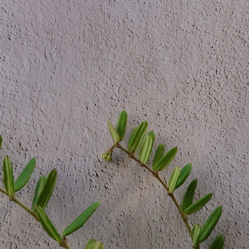 ホヤ　エングリアナ抜き苗 ホヤ エングリアナ抜き苗 抜き苗1株 ホヤ サクララン 白花の通販