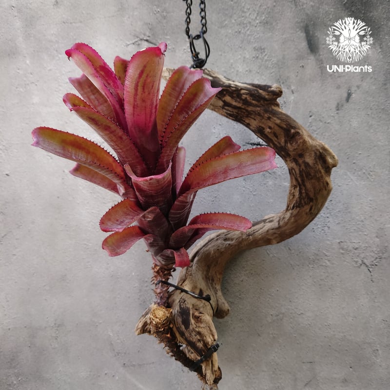 Aechmea nundicaulis hybrid エクメア ヌディカウリス hybrid