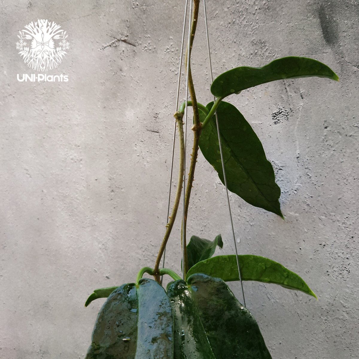 Hoya Seanie 希少 ホヤ植物 ホヤの花 珍しい つる性植物 ハンギング