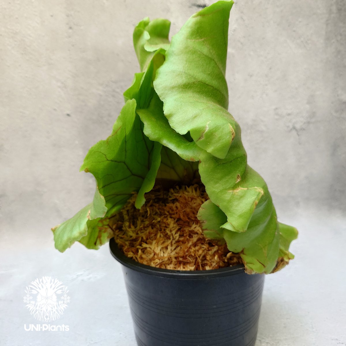 ビカクシダ キッチャクード シンリーフ Platycerium Kitshakood thin