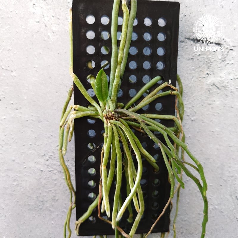 Chiloschista parishii `Nakornpanom`キロスキスタ パリシー
