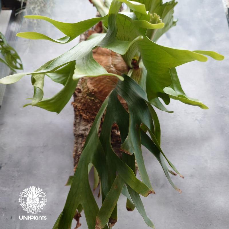 Platycerium coronarium Thin ビカクシダ コロナリウム シン