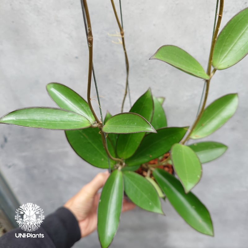 限定1株入荷 Hoya New hybrid Erythina x unknown ホヤ植物 限定1株入荷 Hoya New hybrid Erythina x unknown ホヤ植物