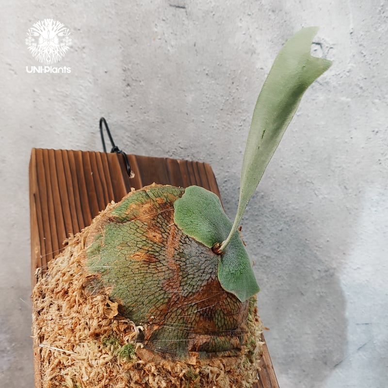 タイ直輸入・国内繁殖株】Platycerium hillii dwarf｜ビカクシダ ヒリー