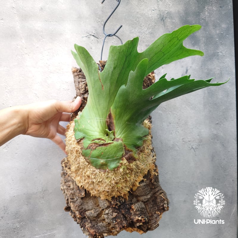 P.holttumii wild ビカクシダ ホルタミー ビカクシダ ホルタミー Platycerium holttumii コウモリラン