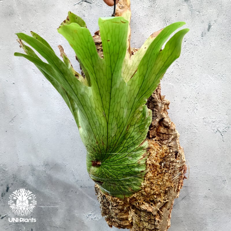 Platycerium wandae wild ビカクシダ ワンダエ ワイルド株 ビカクシダ