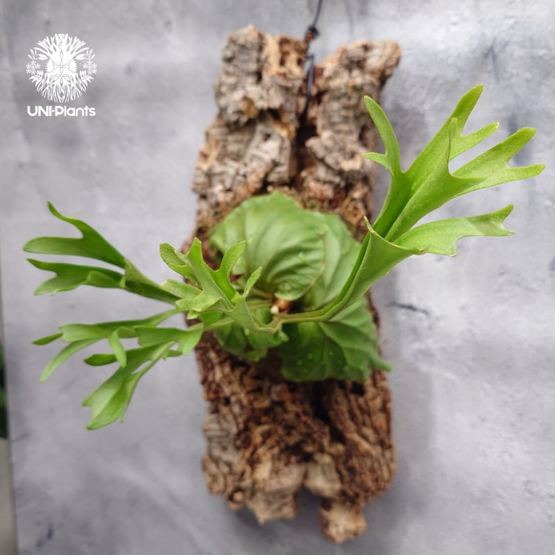 Platycerium ridleyi Pakarang ビカクシダ リドレイ パカラン ビカ