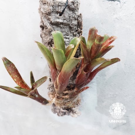 【タイ直輸入・一点物】Neoregelia  'Ruby Throat' | ネオレゲリア ルビースロート |Neoregelia｜着生アレンジ｜タンクブロメリア | Tank bromeliad