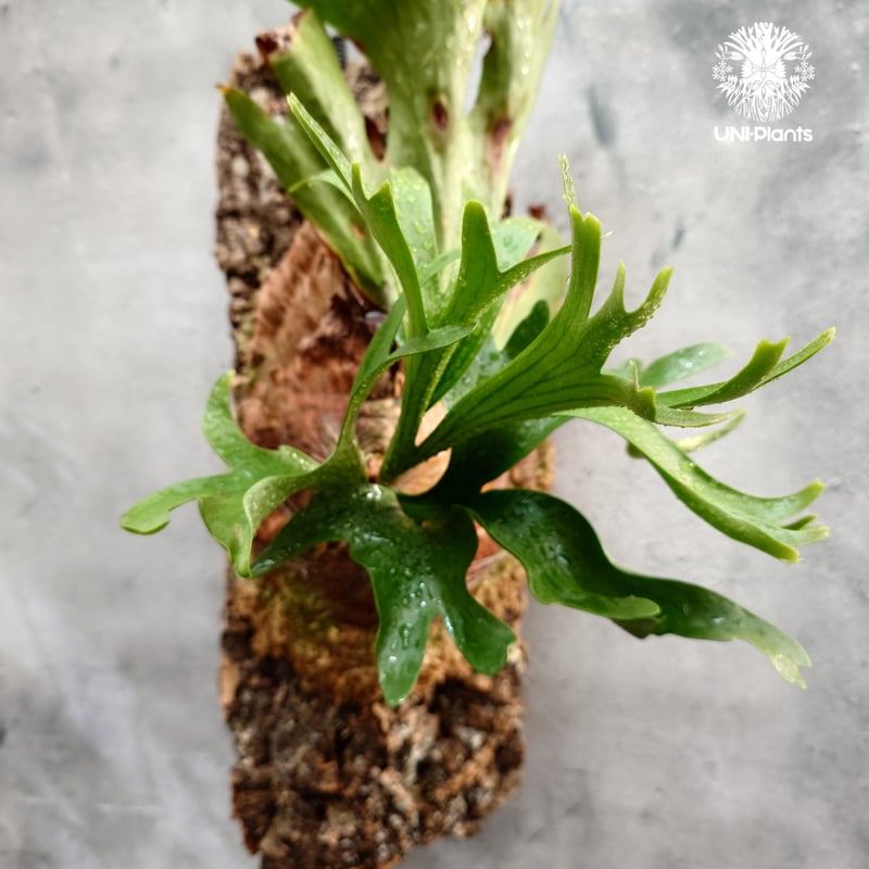 Platycerium coronarium Thin ビカクシダ コロナリウム シン ビカク