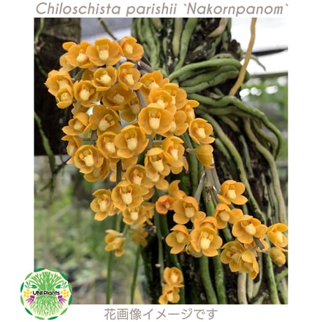 Chiloschista parishii `Nakornpanom`キロスキスタ パリシー `ナコンパノム` 着生植物 珍しい 着生蘭 着生ラン 無葉蘭 珍奇植物 インテリア植物 ハンキング植物