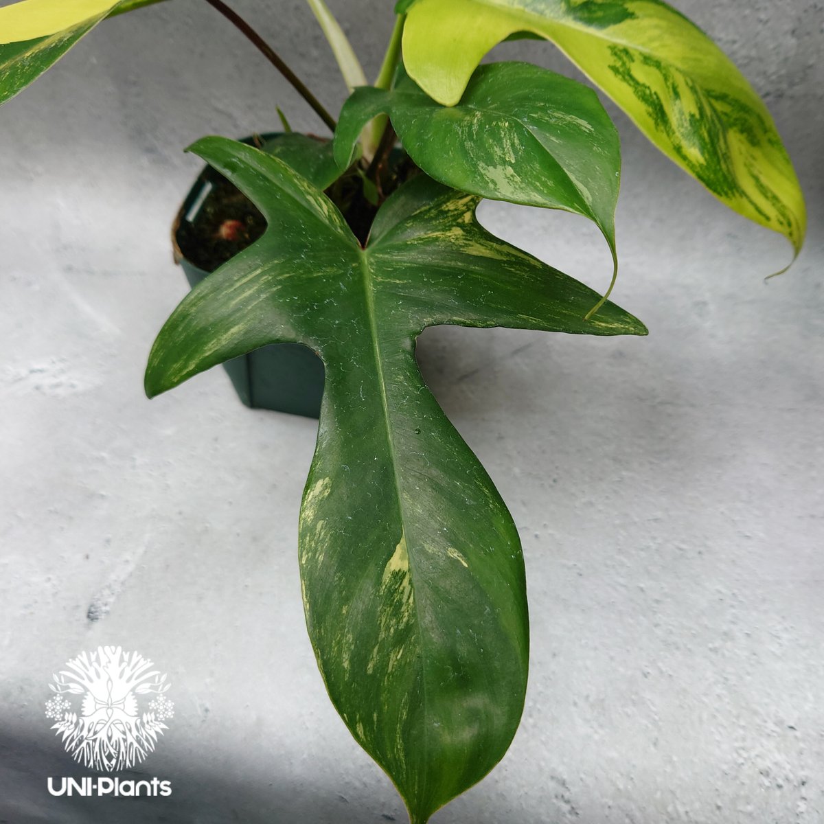 Philodendron Florida beauty variegated フィロデンドロ Philodendron Florida beauty variegated フィロデンドロ