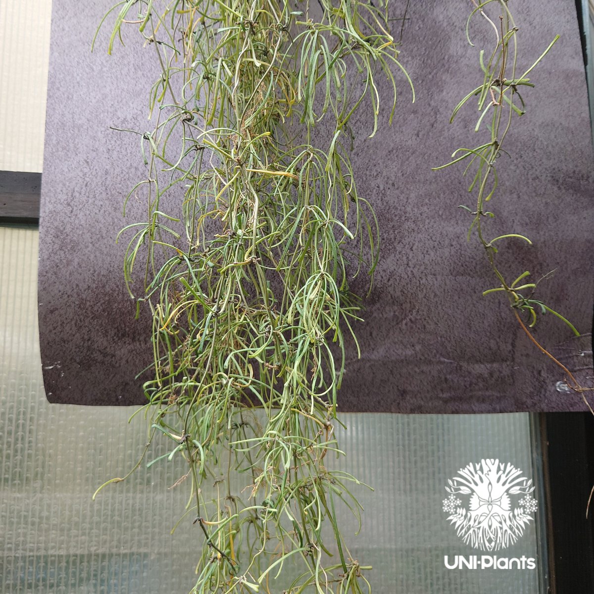 Hoya Retusa ホヤ レツーサ 大ぶりビックサイズ! ホヤ 植物 ホヤ Hoya Retusa ホヤ レツーサ 大ぶりビックサイズ! ホヤ 植物 ホヤ