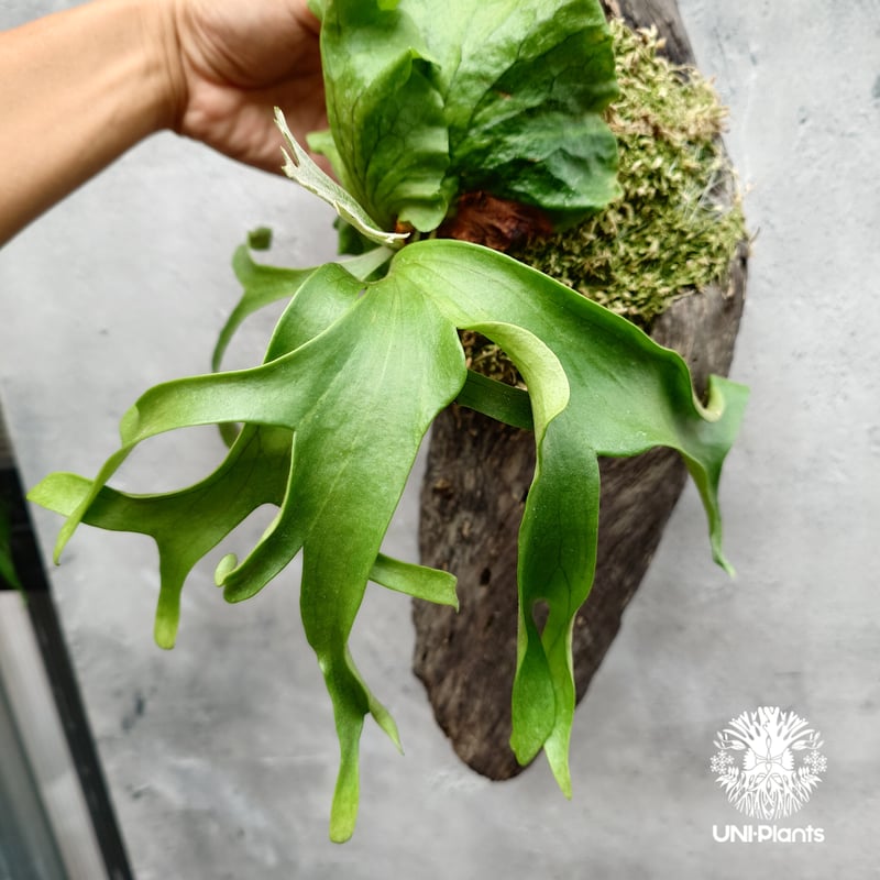 ビカクシダ コロナリウム フィリピネスフォーム Platycerium coronarium