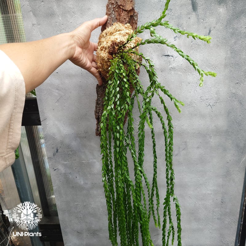 Huperzia spp. フペルジア Phlegmariurus (フレグマリウルス) 観