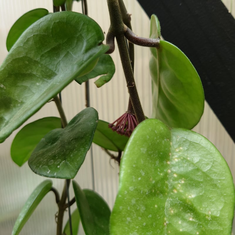 ホヤ カルノーサ クリンクル8 サクララン ホヤ植物 植物 珍奇