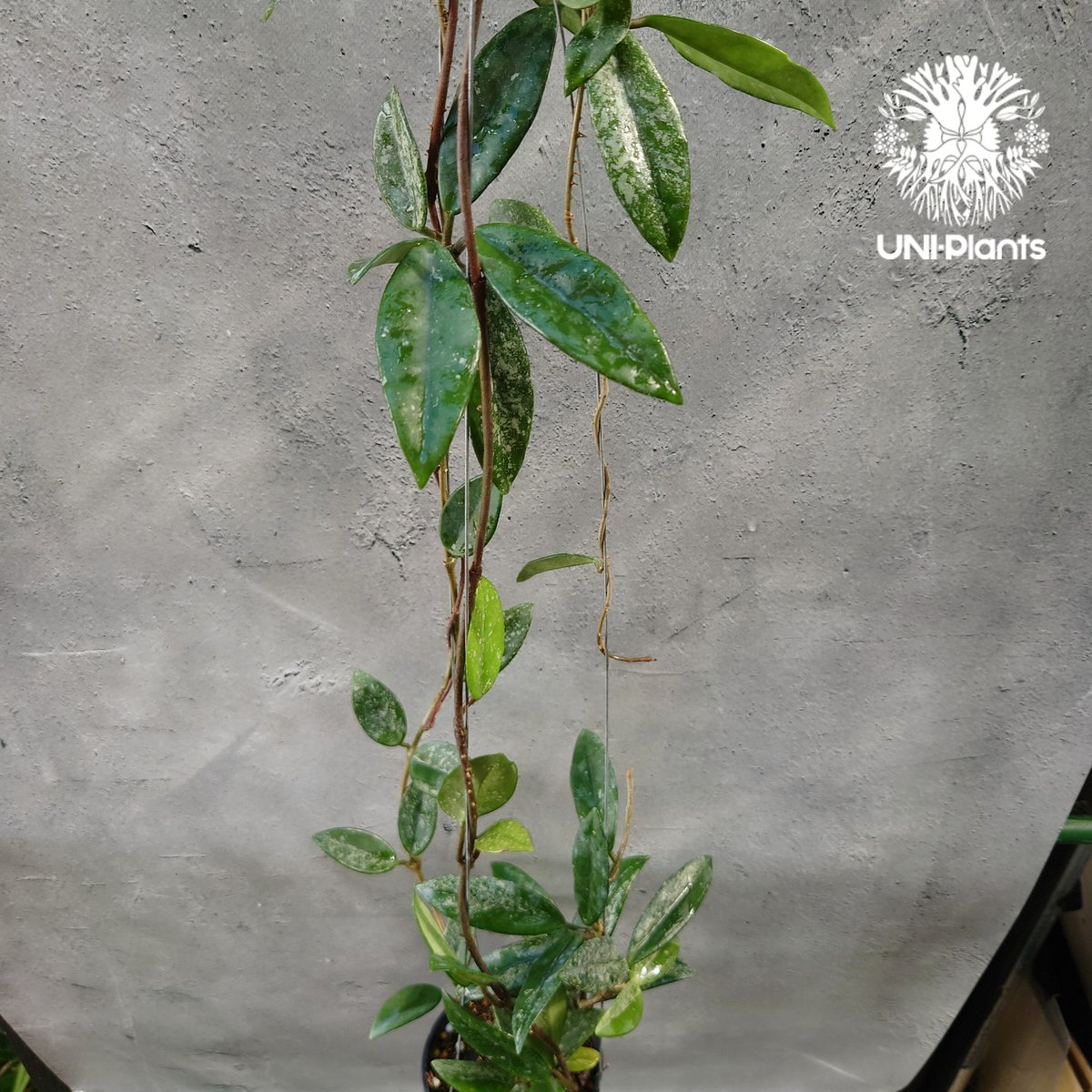 Hoya carnosa wilbur graves china ホヤ カルノサ ウィバー グ
