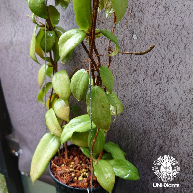 その他観葉植物 HOYA griffitchii Hoya Fitchii orange flower (short leaves) ホヤフィッ