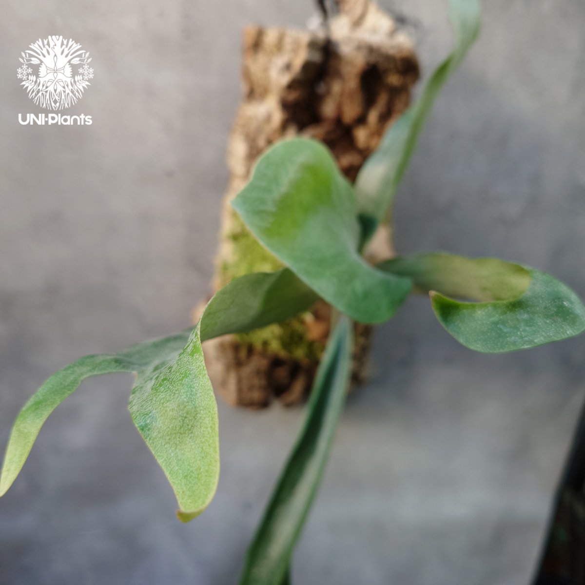 Platycerium Mt.Lewis（pup）ビカクシダ マウントルイス シダ植物