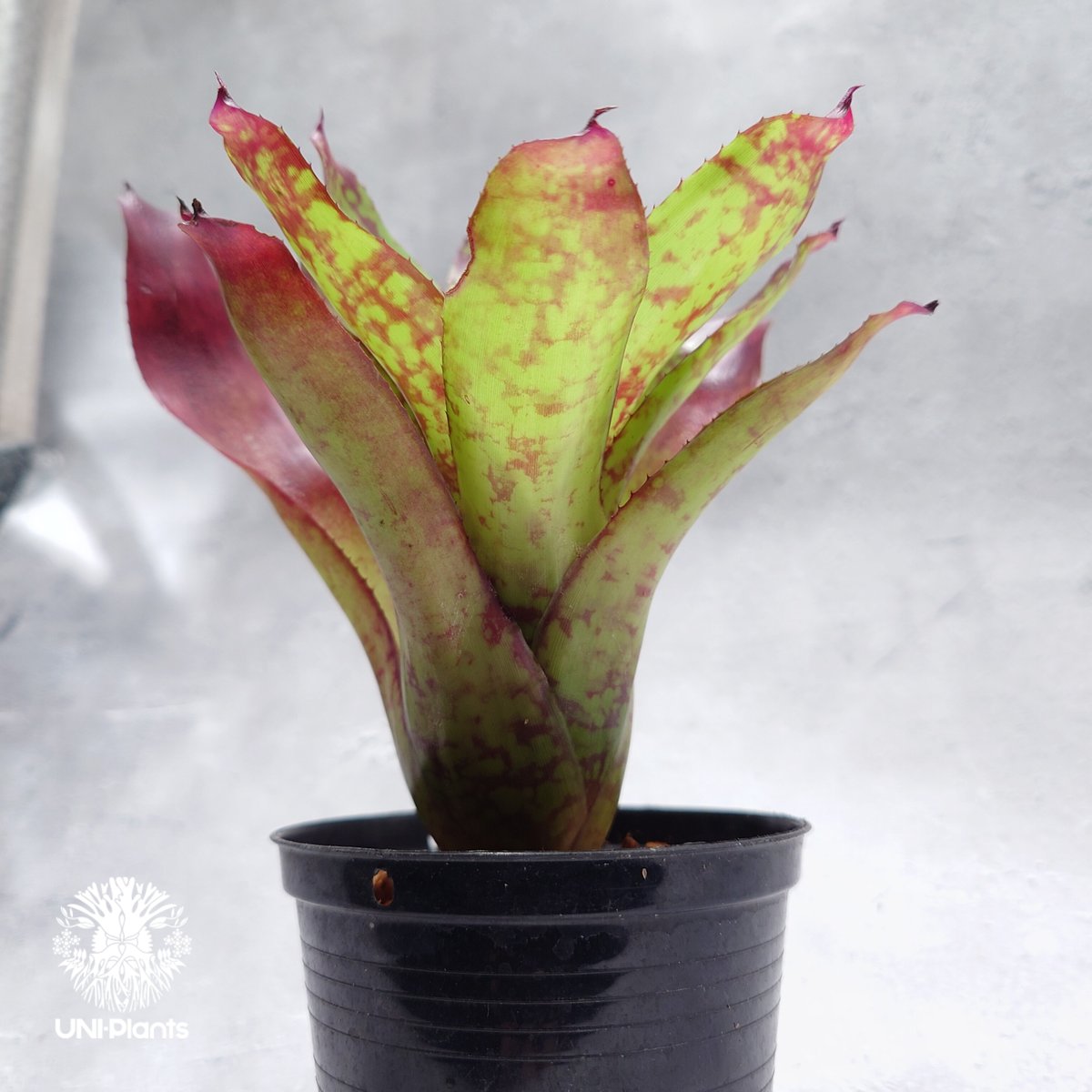 ネオレゲリア ウィーニーザプー リサ、タグ付き ネオレゲリア ウィーニーザプー リサ、タグ付き ネオレゲリア