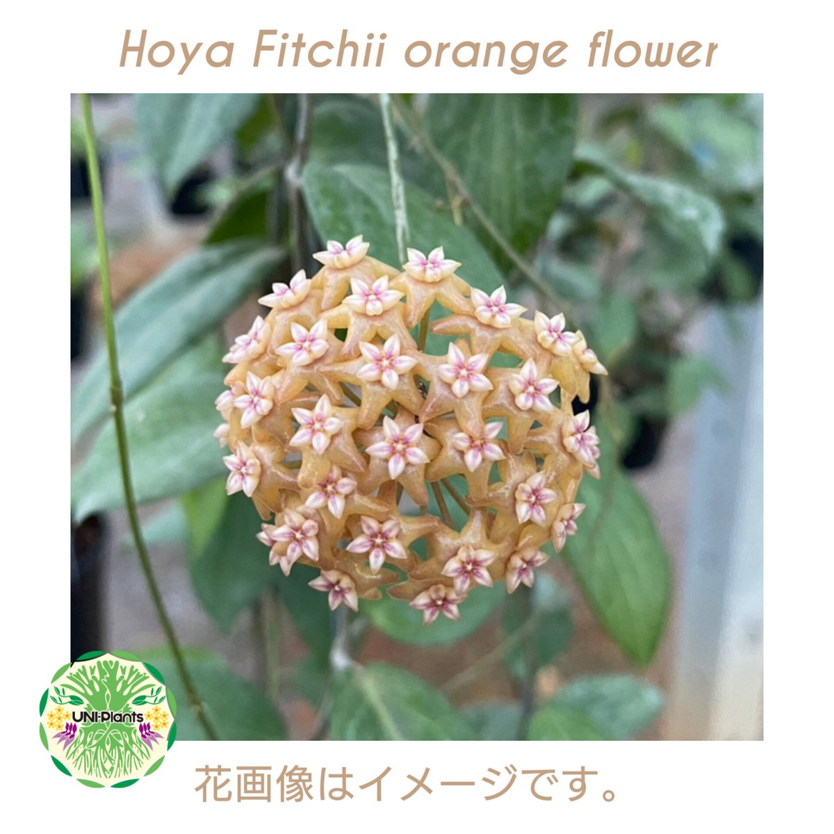 花座付き。 Hoya Fitchii orange flower (short leaves) ホヤフィッチー オレンジフラワー ホヤ植物 ホヤの花  希少 つる性植物 ハンギング植物