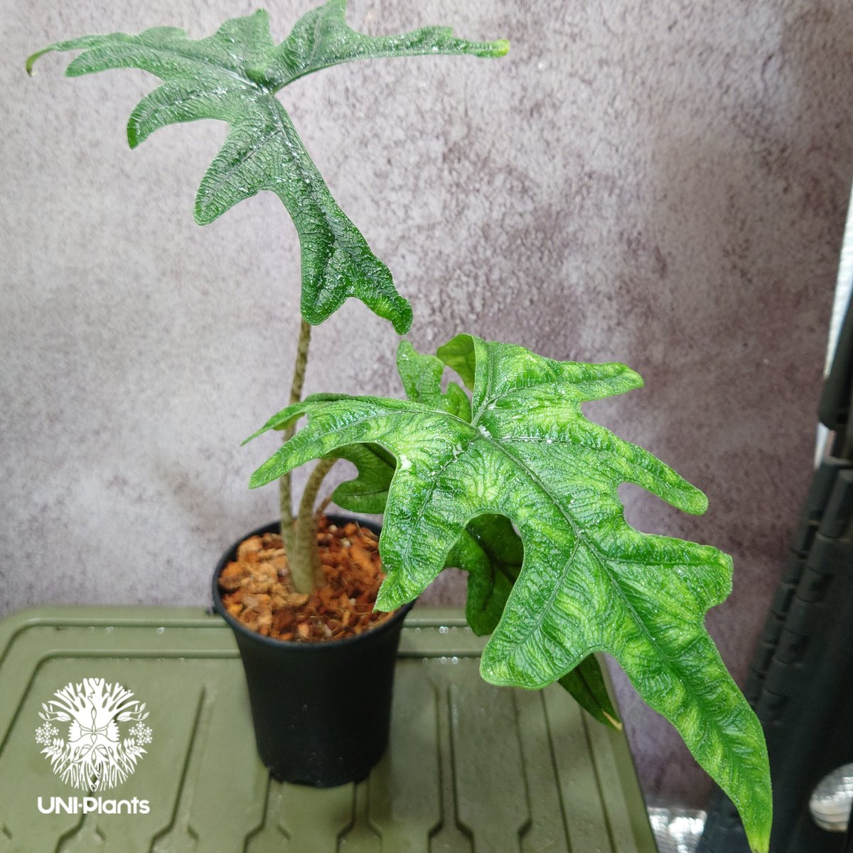 アロカシア　ジャックリン　斑入り Alocasia Jacklyn Varieg ?media_id=3640252379515561613