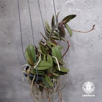 Doritis pulcherrima 'Dwarf' ドリティス プルチェリマ ドワーフ 着生蘭 着生ラン 蘭の花 Orchid 着生植物