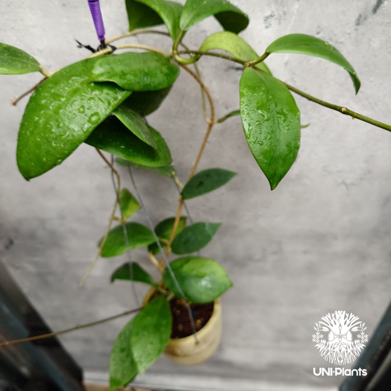 希少! Hoya mindorensis superba ホヤミンドレンシス スパーバ ホヤ植