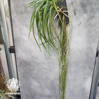 Seidenfadenia mitrata x Vanda Pine River セイデンファデニア ミトラタ 着生植物 珍しい 着生蘭 着生ラン ハイブリッド蘭 ハンキング植物