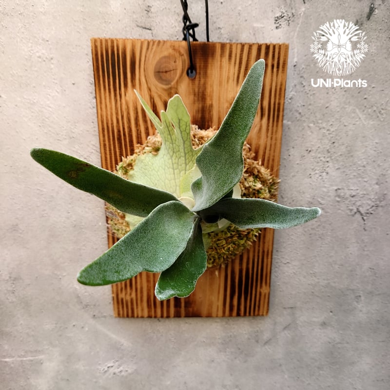 ビカクシダ ベイチー (Veitchii) コルク板付け ビカクシダ ベイチー (Veitchii) コルク板付け