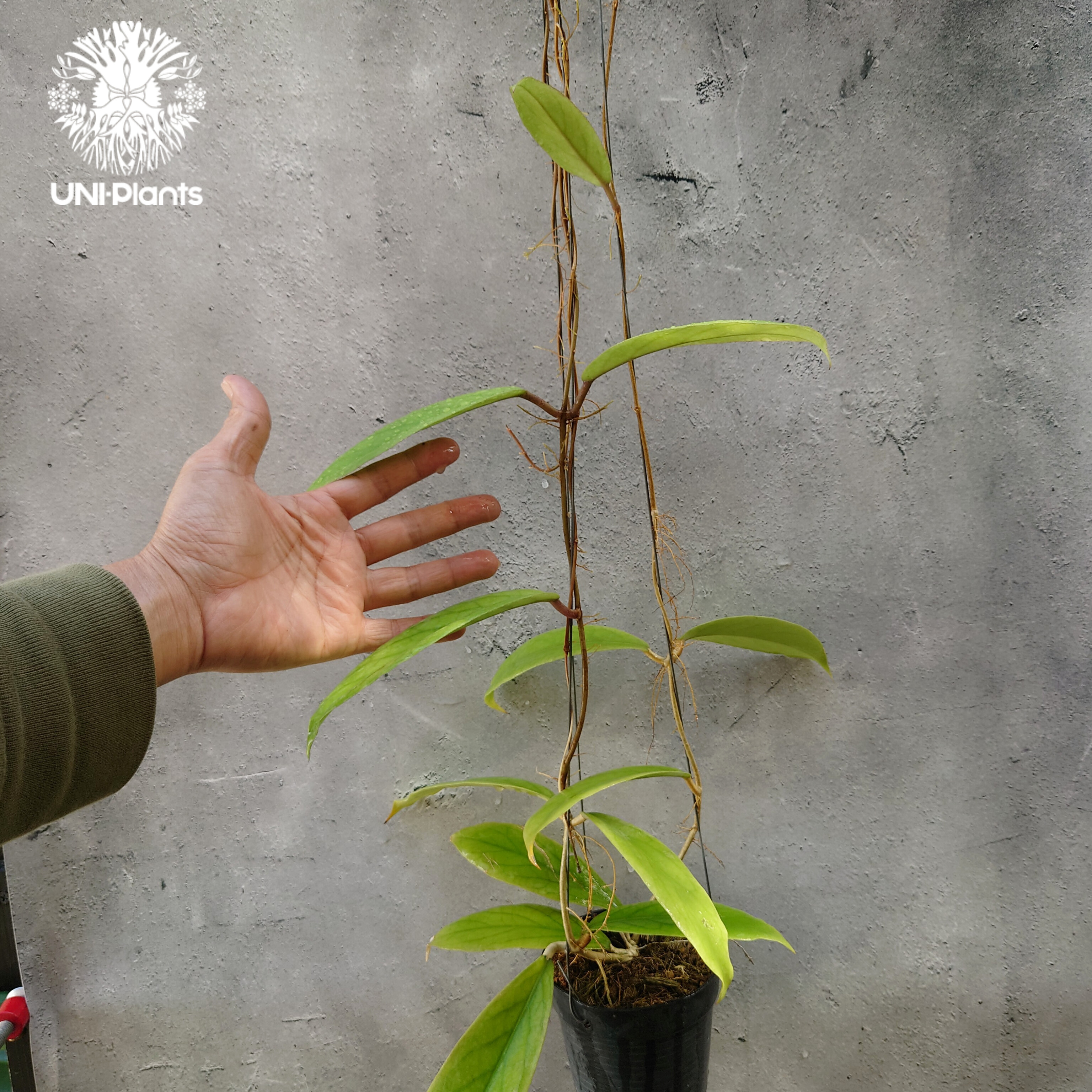 Hoya sp.Kast ホヤ sp. カスト ホヤ植物 ホヤの花 希少な植物 ツル性