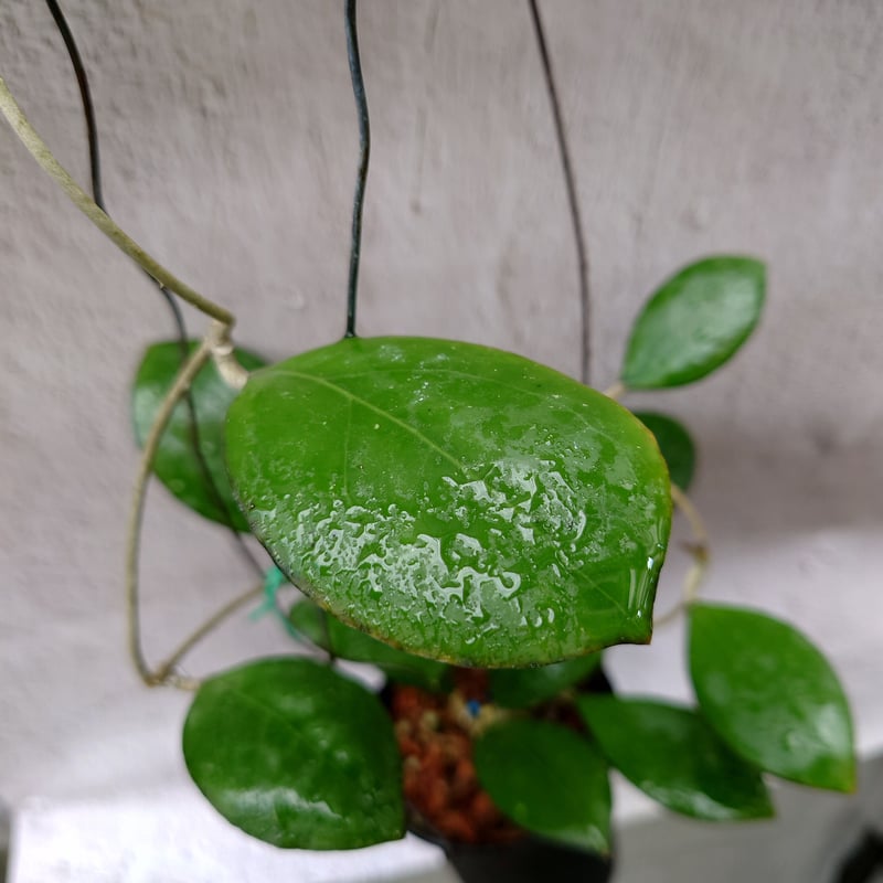 ホヤ cv.ナタリー Hoya cv. Nathalie ホヤ植物 植物 珍奇植物