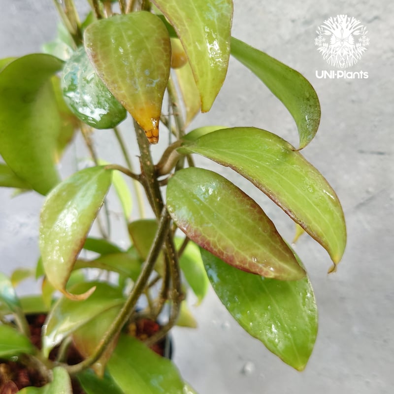 ホヤ メリリー ロングリーフ Hoya merrilli long lesves(red le