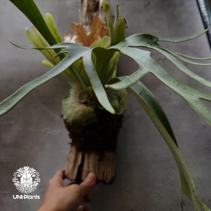 ビカクシダ ウィリンキーcv.バリ Platycerium willinckii cv.Bal ビカクシダ ウィリンキーcv.バリ Platycerium willinckii cv.Bal