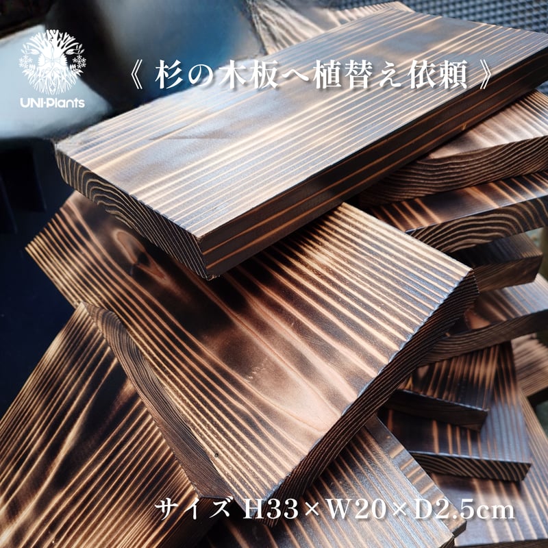 Platycerium kitshakood 