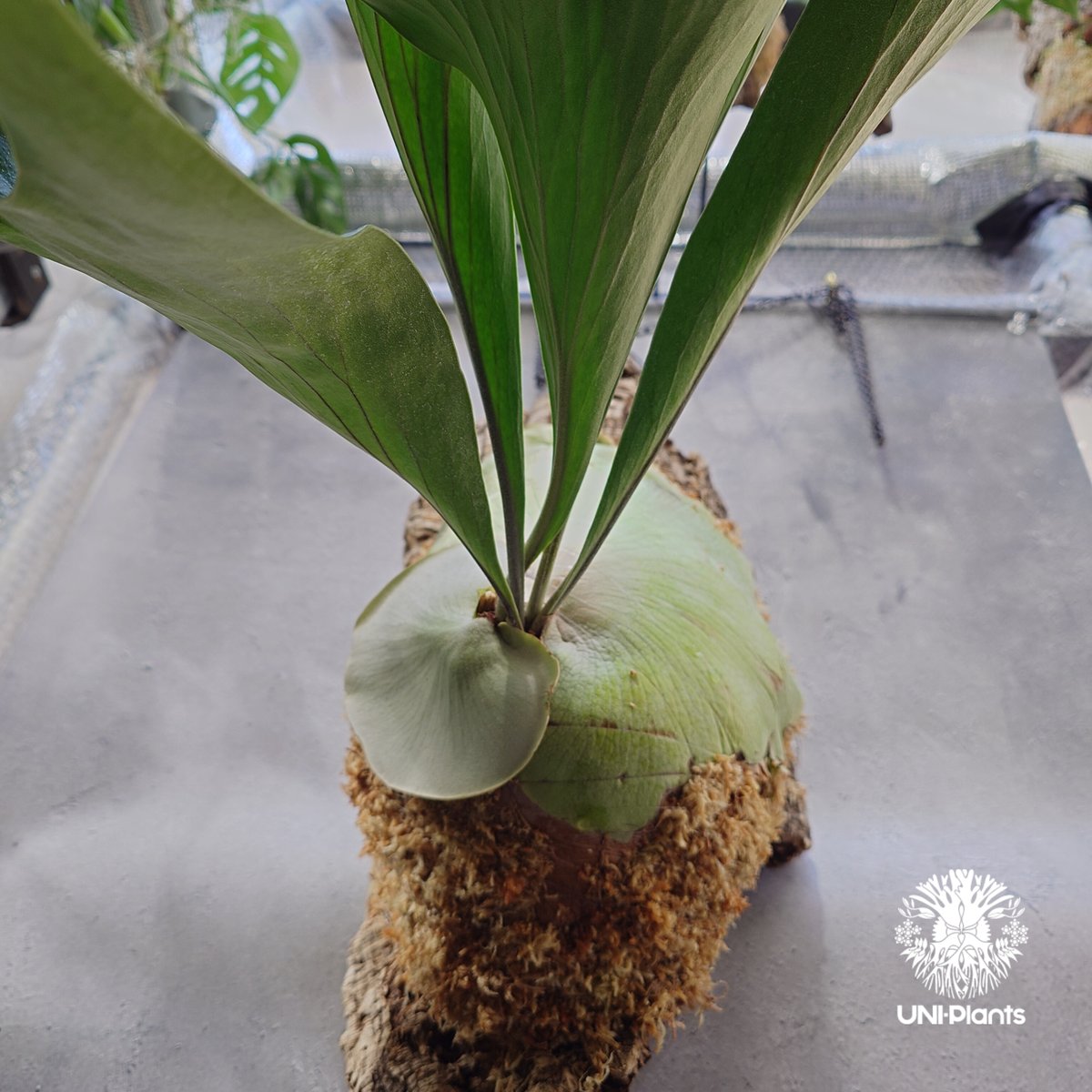 Platycerium hillii wild ビカクシダ ヒリー ワイルド株 Platycerium hillii wild ビカクシダ ヒリー ワイルド株
