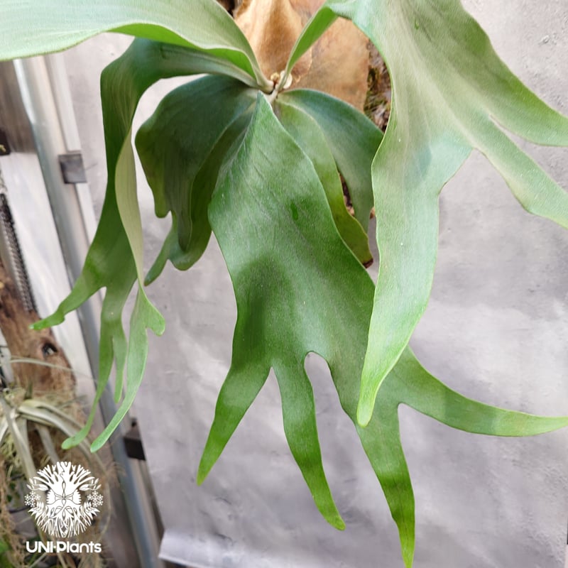 Platycerium Honey moon ビカクシダ ハニームーン ビカクシダ シダ植物