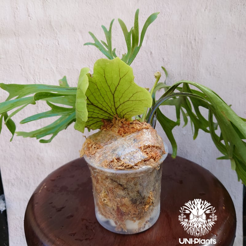 初入荷! ビカクシダ キッチャクード シンリーフ Platycerium mt