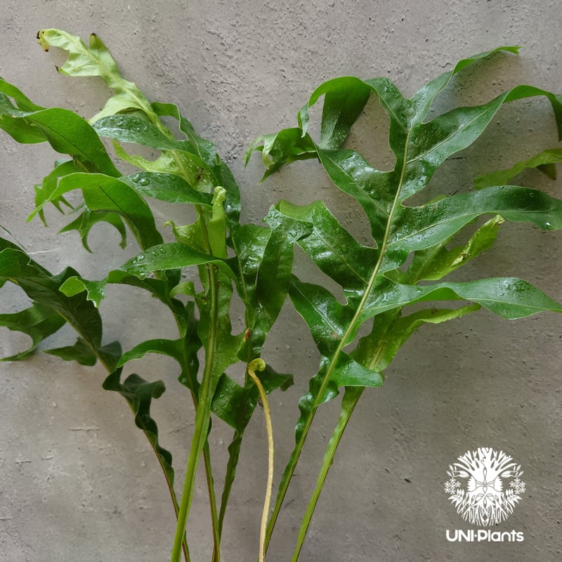 初入荷! Drynaria bonii wild ドリナリア·ボニー タイ産山採り株 観葉