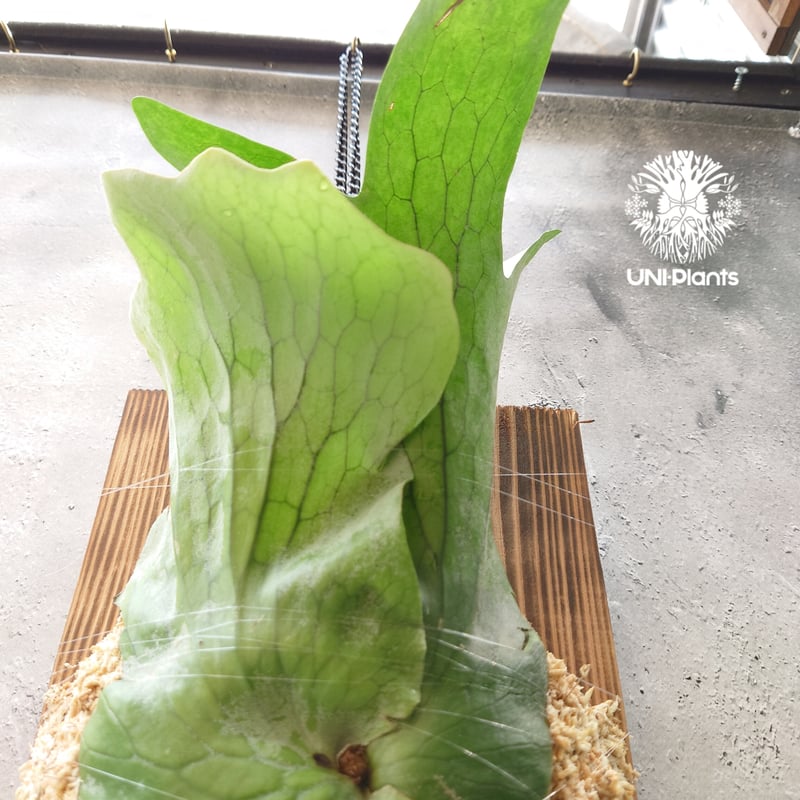 初入荷! ビカクシダ ホルタミー Platycerium holttumii コウモリ