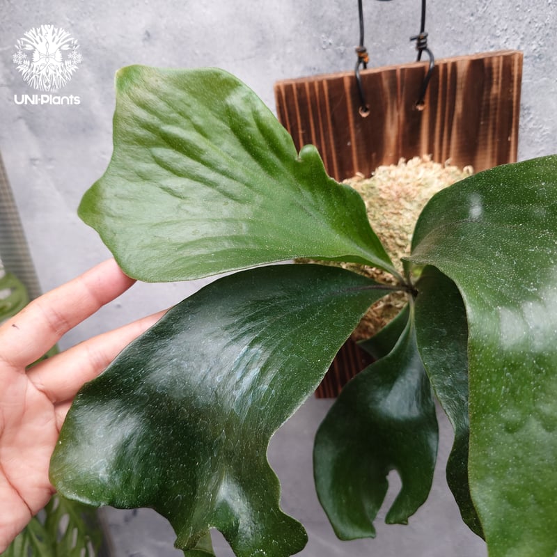 【たーくん】ビカクシダ ① P. Spider (T1) #ビカクシダ専門店#レアプランツ専門店#platycerium