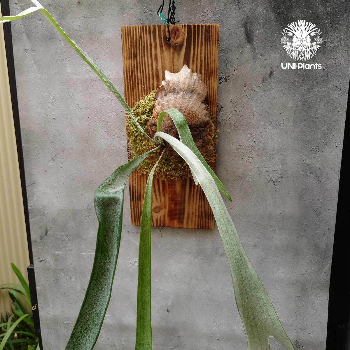 Platycerium Blue vista ビカクシダブルービスタ ビカクシダウィ Platycerium Blue vista ビカクシダブルービスタ ビカクシダウィ
